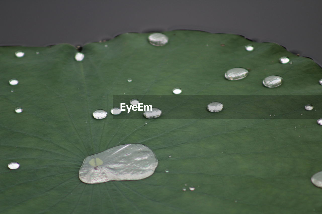 Close-up of green leaf in water