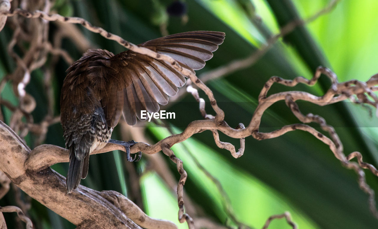 Low angle view of bird perching on tree