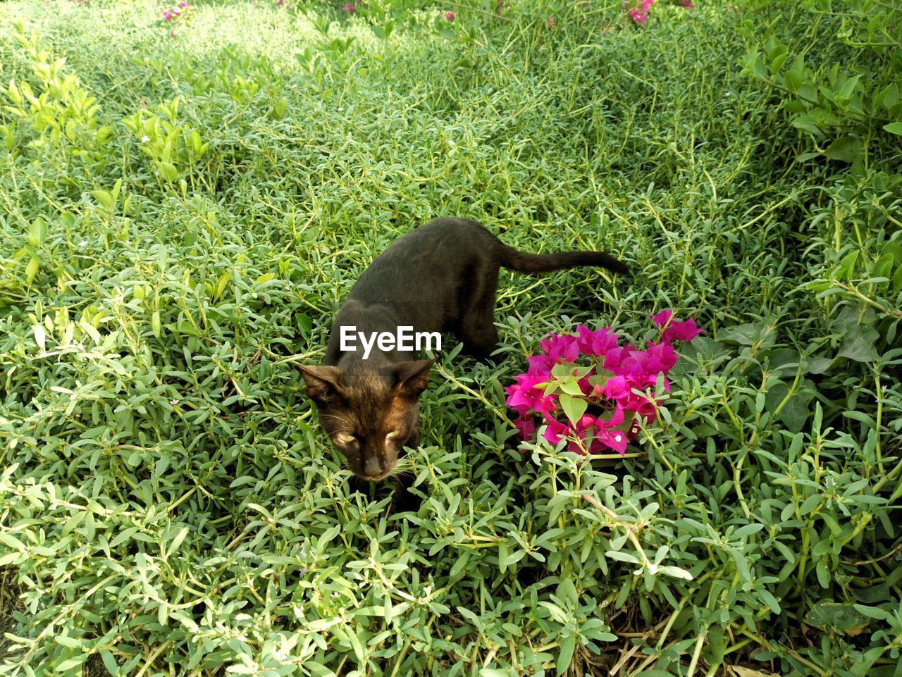 CAT BY FLOWER FIELD