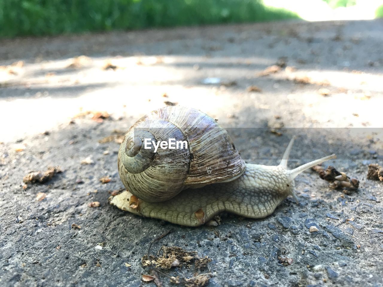 Close-up of snail