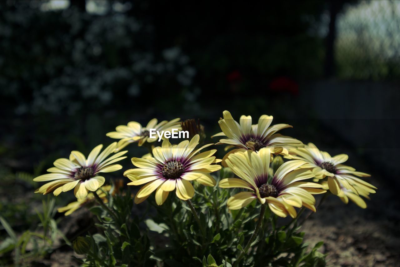 Close-up of white flowering plants in park