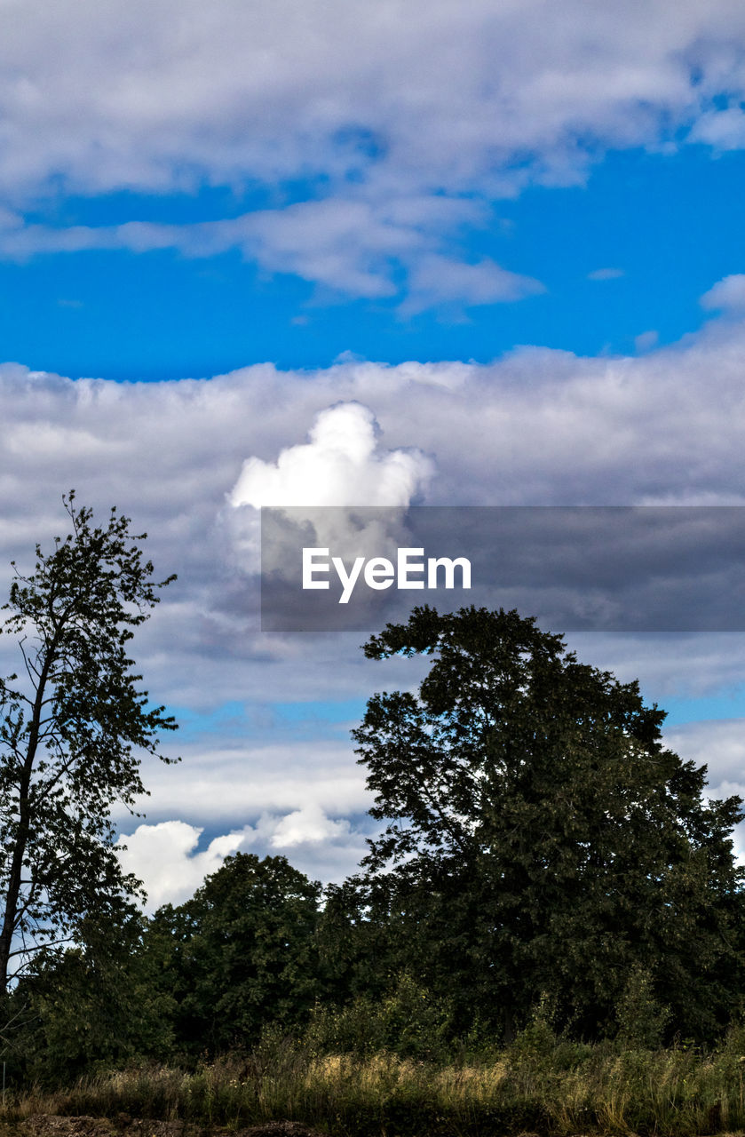 LOW ANGLE VIEW OF TREES AGAINST CLOUDY SKY