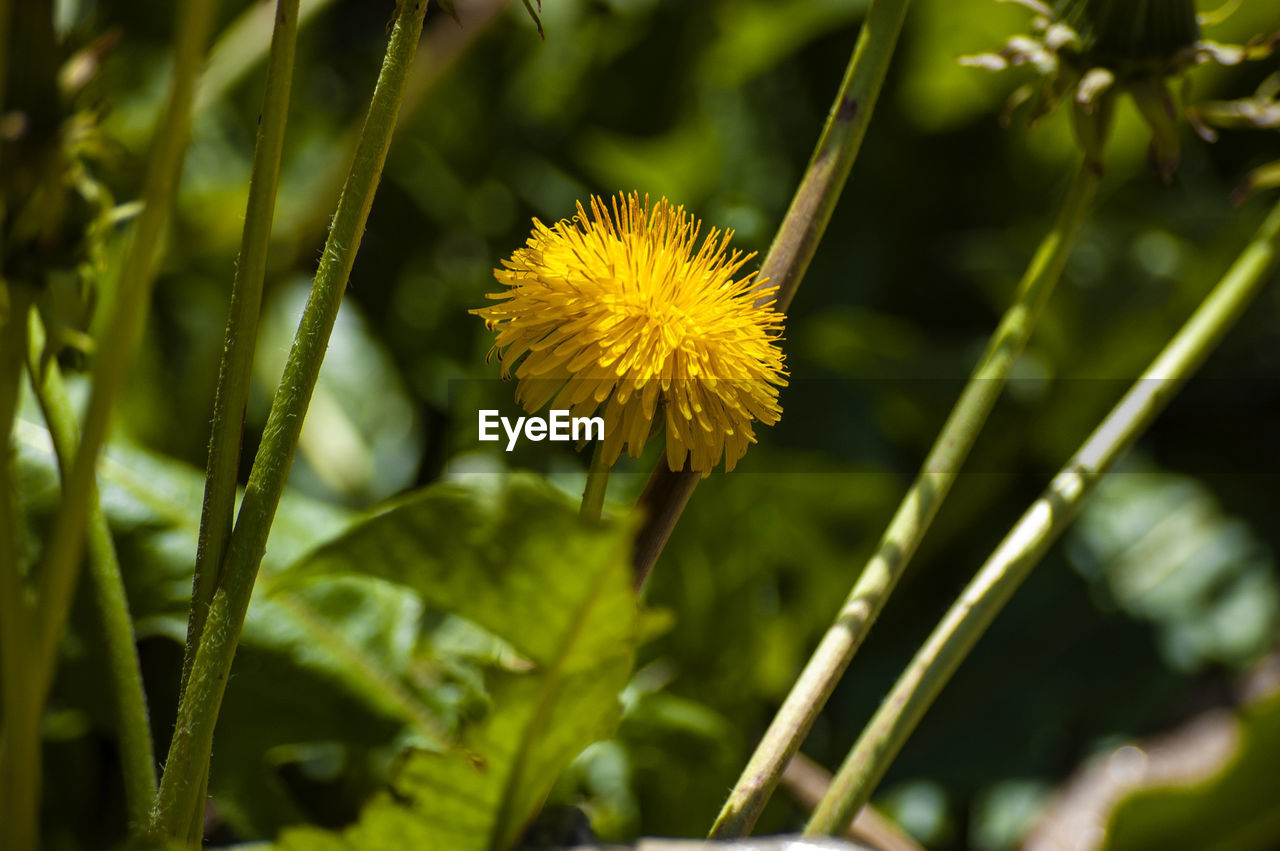 Close-up of yellow flowering plant