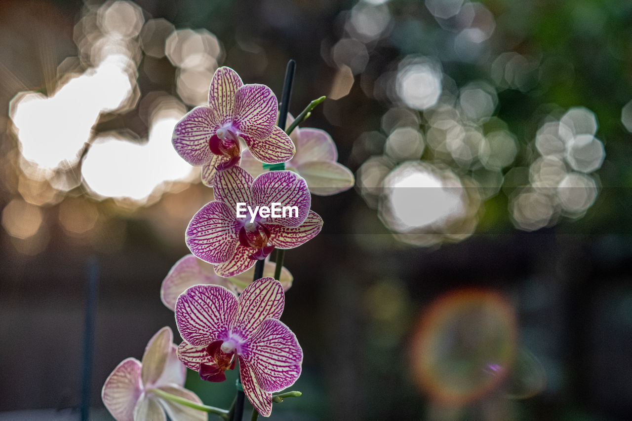 CLOSE-UP OF PURPLE ORCHID