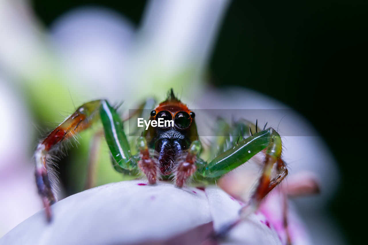 Close-up of spider