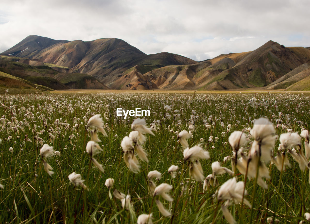 White flowering plants on field by mountains against sky