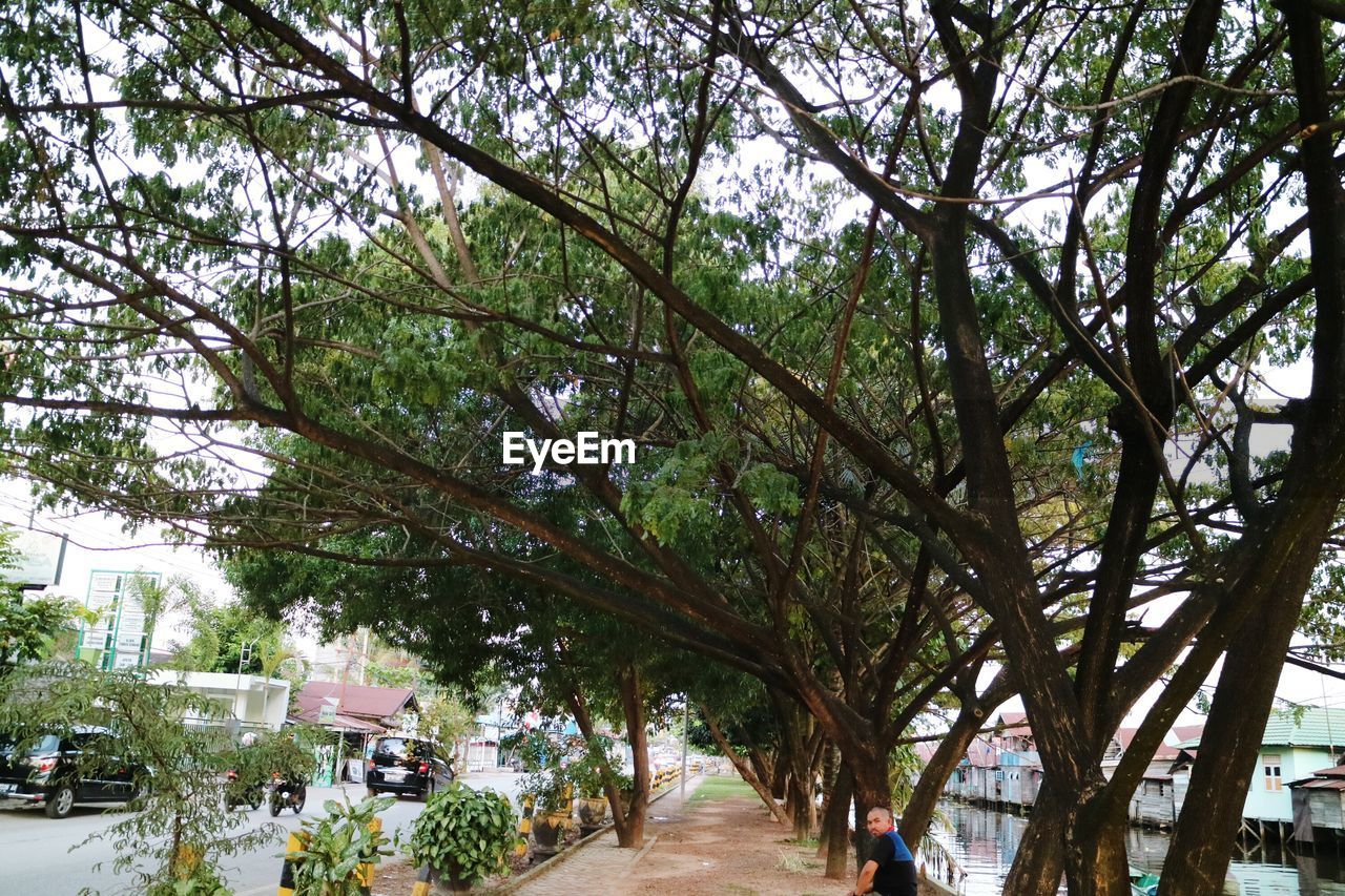 VIEW OF TREES ALONG ROAD