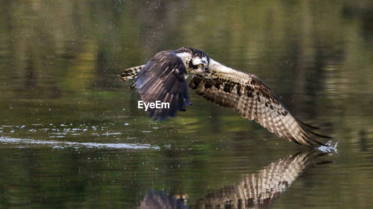 Osprey flying low