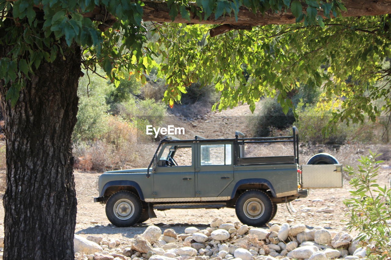 VINTAGE CAR ON TREE