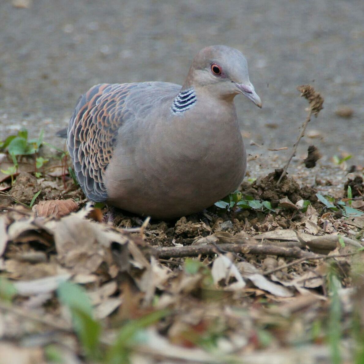 Close-up of a bird on ground