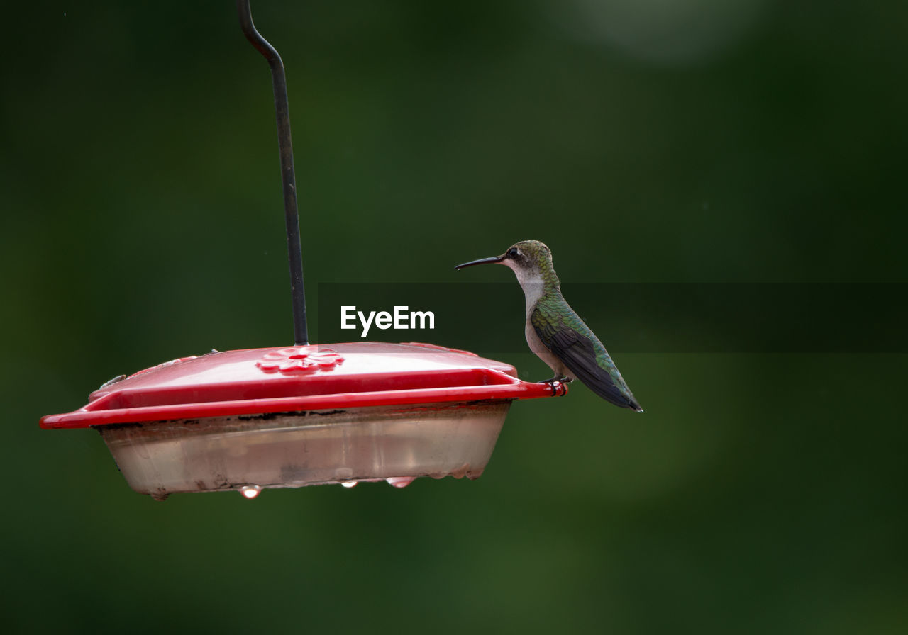 Close-up of hummingbird perching on bird feeder