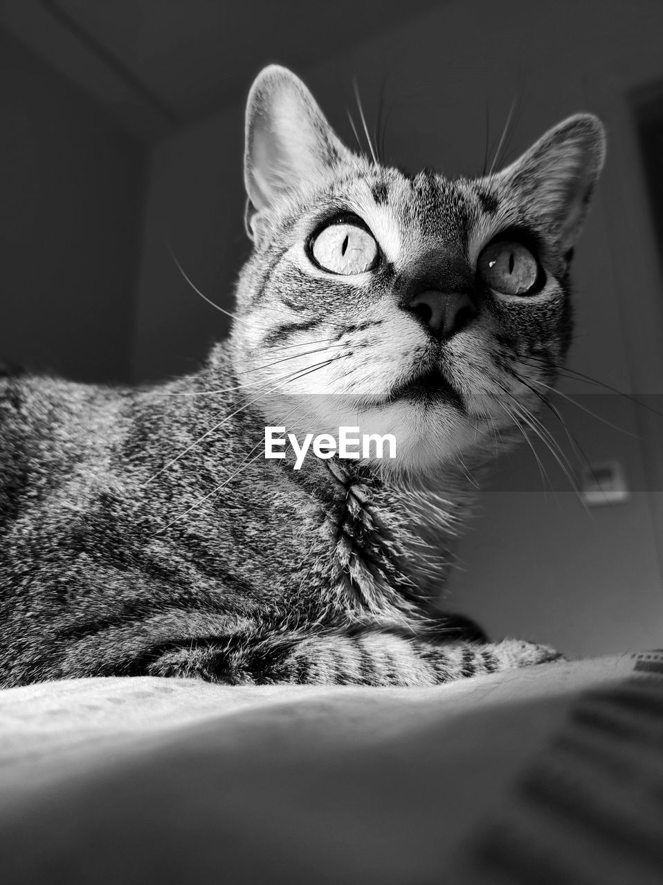 CLOSE-UP OF A CAT