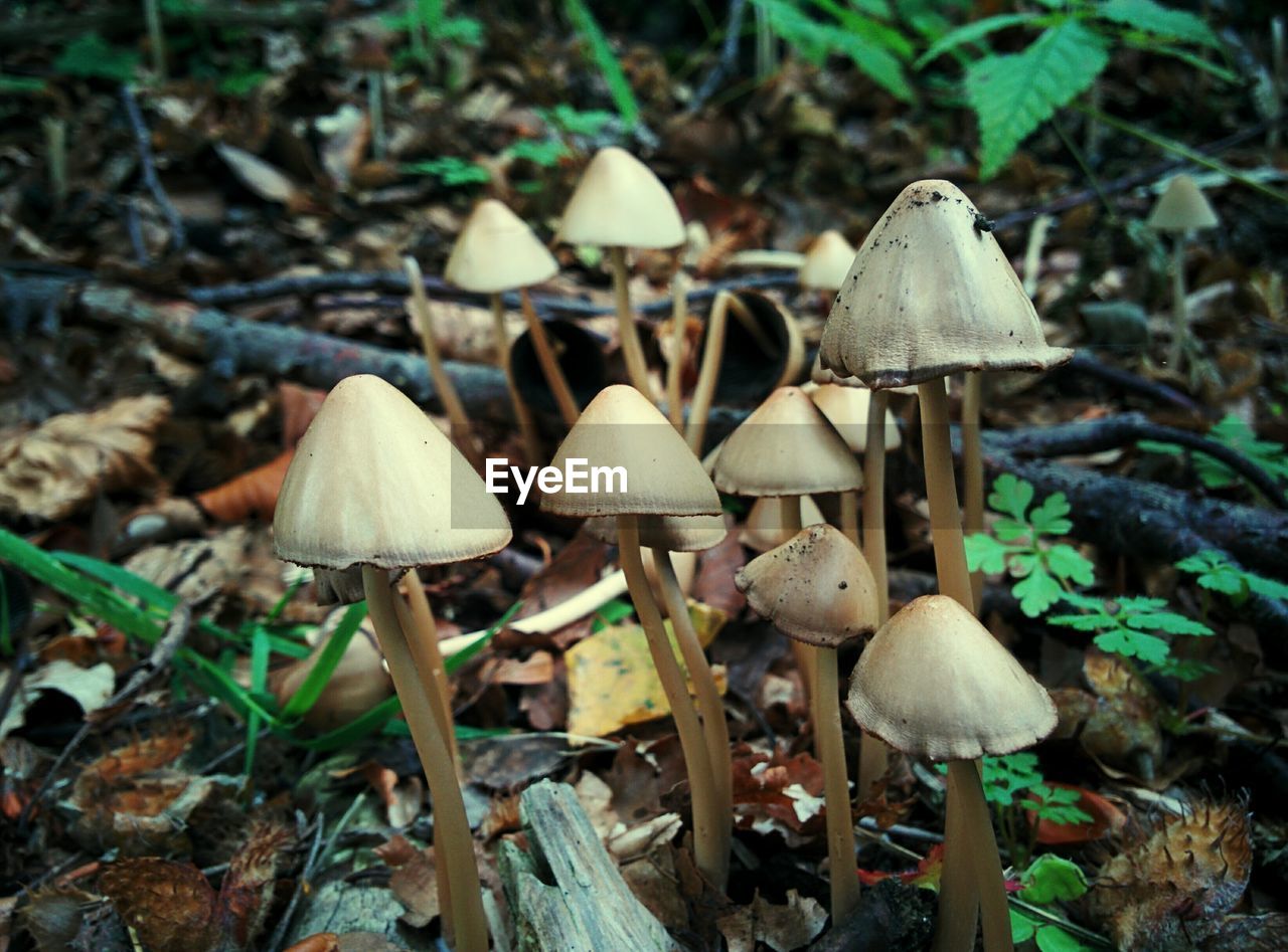 Mushrooms growing on field at forest