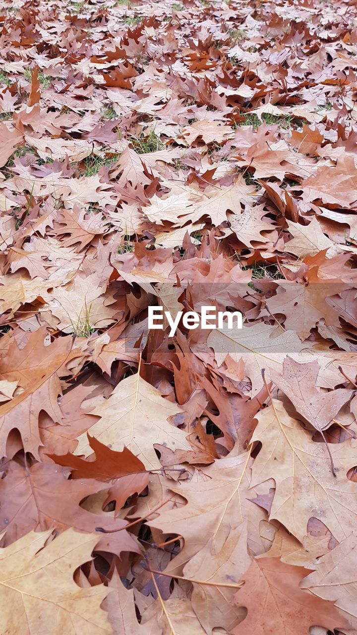 FULL FRAME SHOT OF AUTUMN LEAVES ON LAND