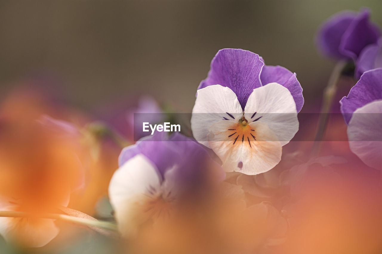 Close-up of purple flowering plant