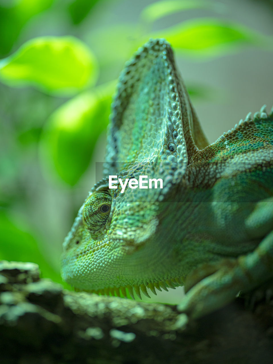 close-up of lizard on plant