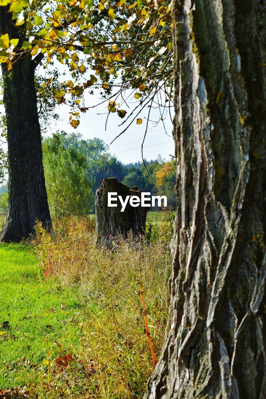 TREES IN A FOREST