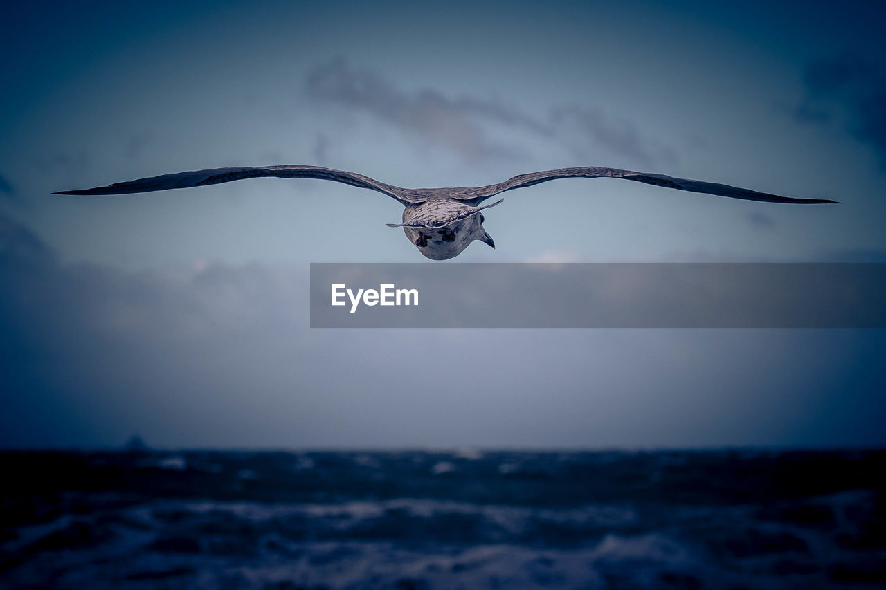 BIRD FLYING OVER SEA