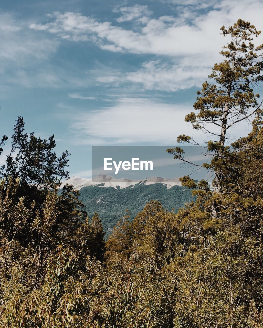 LOW ANGLE VIEW OF TREES ON MOUNTAIN AGAINST SKY