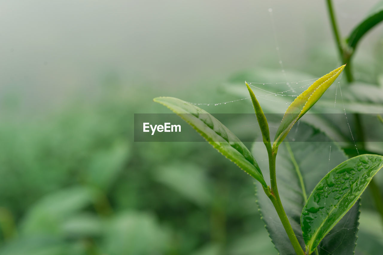 CLOSE-UP OF RAINDROPS ON PLANT OUTDOORS