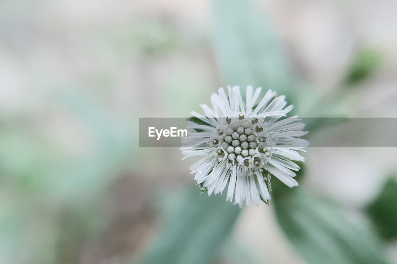 Close-up of white flowering plant and flower