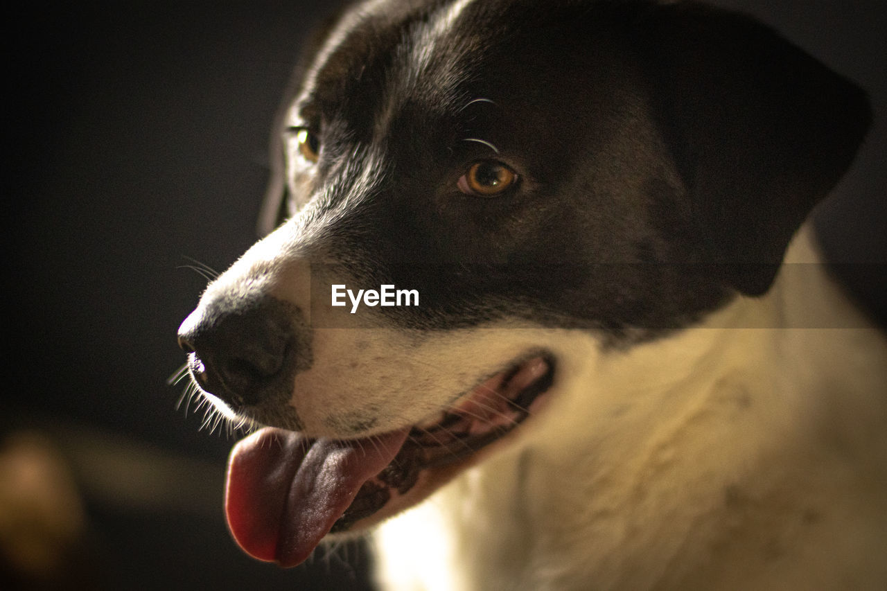 Close-up of dog looking away