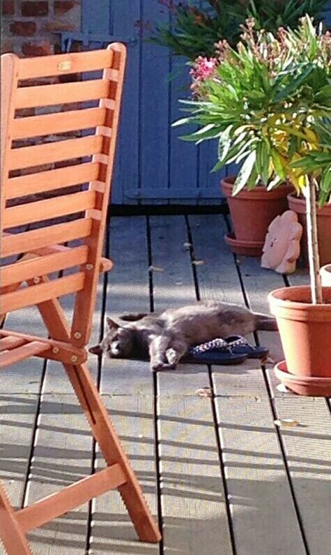 CAT RELAXING ON WOODEN FLOOR