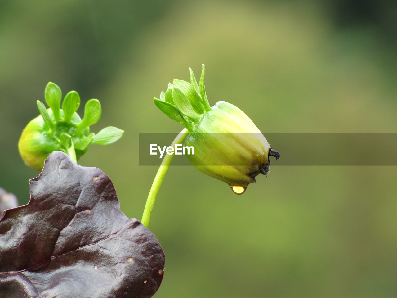 CLOSE-UP OF FLOWER BUD