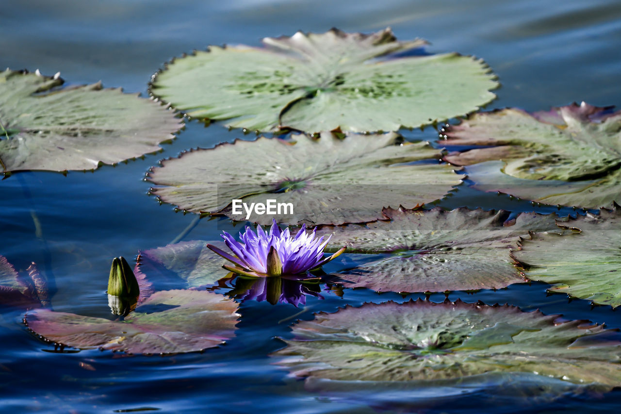 Close-up of lotus water lily in lake