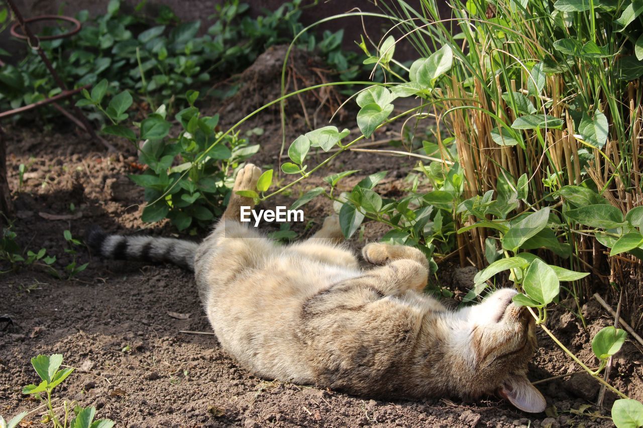 Close-up of cat sleeping by plants
