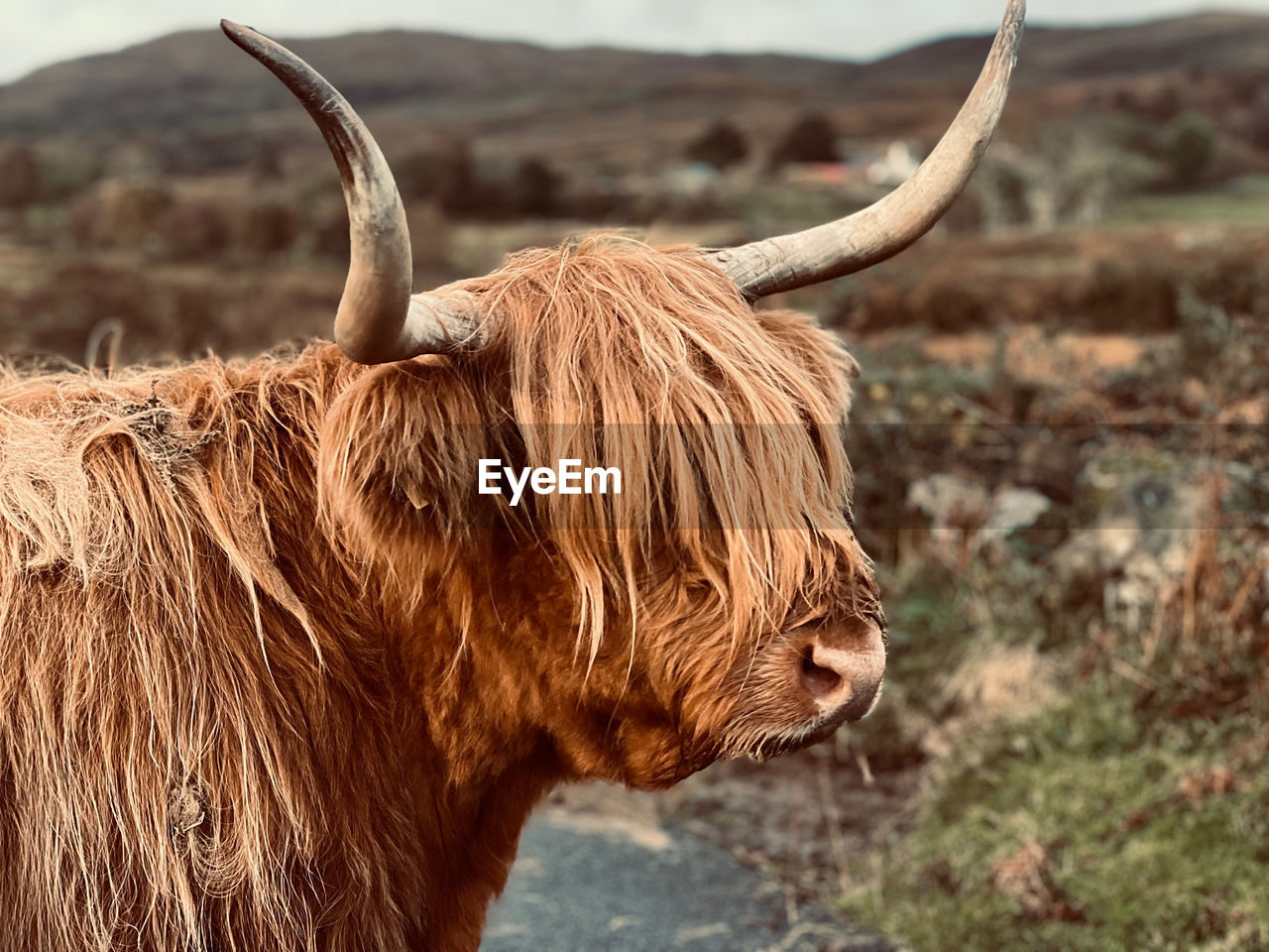 Highland cow