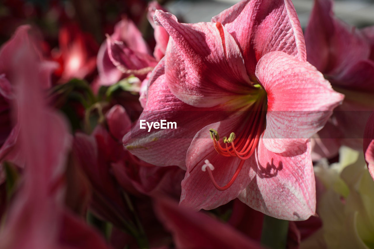 Close-up of pink flowers blooming outdoors