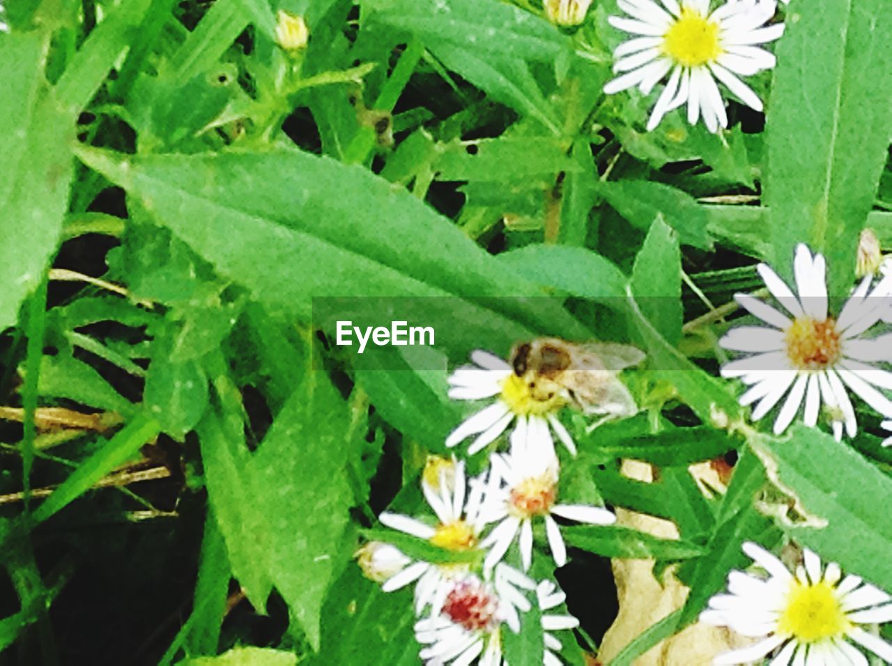 CLOSE-UP OF WHITE DAISY FLOWERS