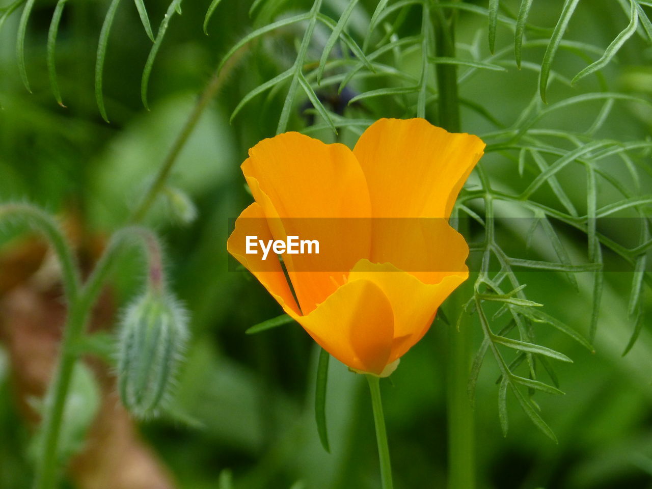 Close-up of yellow flowering plant on field