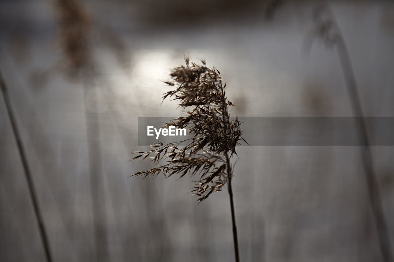 Reed at night wintertime by the lake and light from the moon