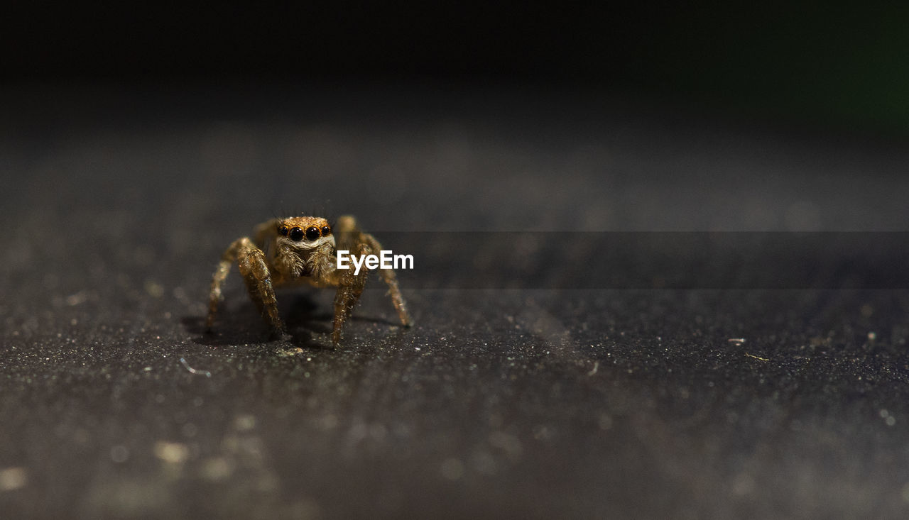 Close-up of spider on table