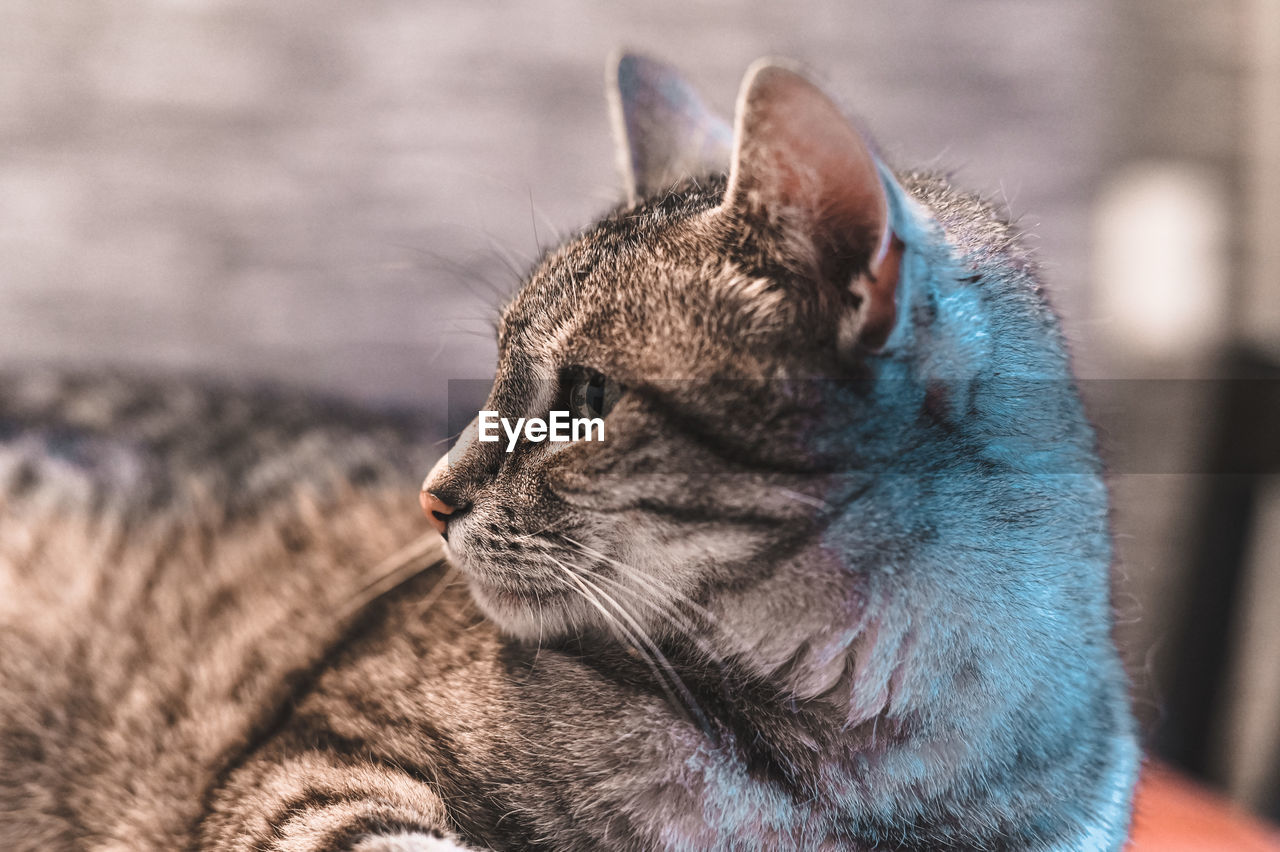 Close-up of a cat looking away