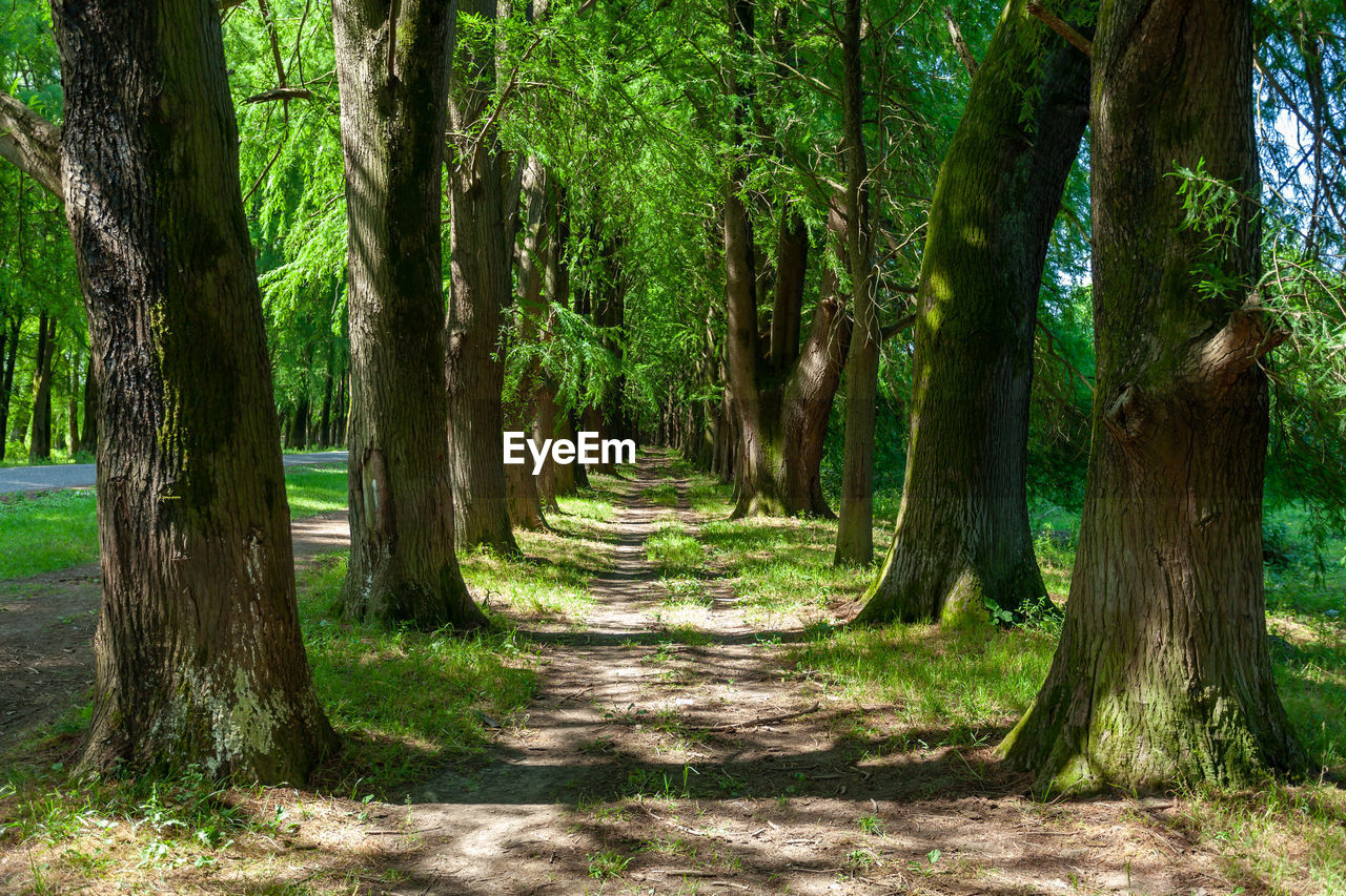 TREES GROWING IN FOREST