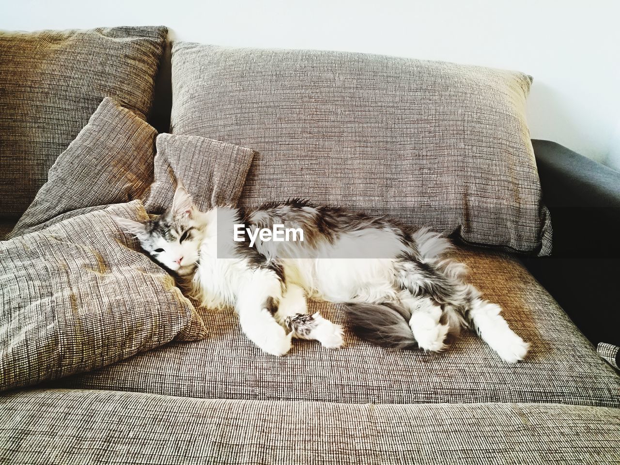 CLOSE-UP OF DOG RELAXING ON SOFA