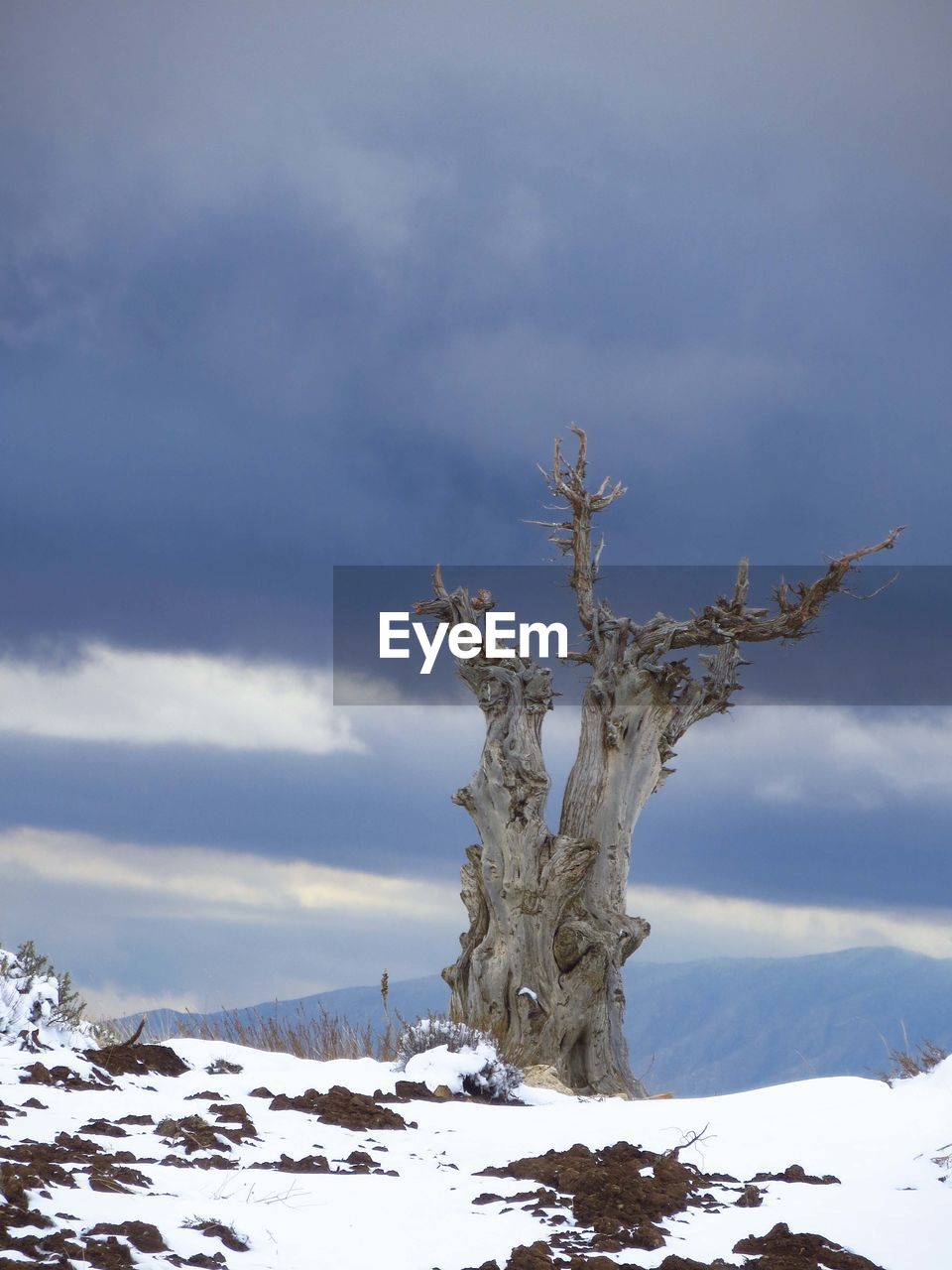 Bare trees on snow covered land against sky