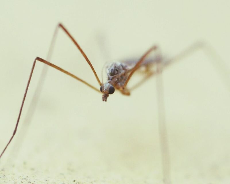 CLOSE-UP OF INSECT ON WALL