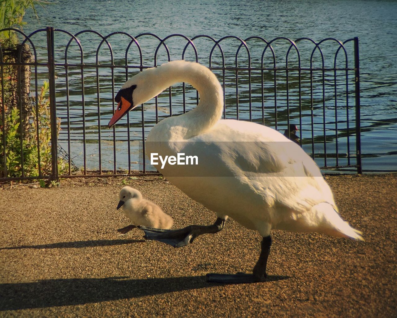 Side-view of swan with cygnet 