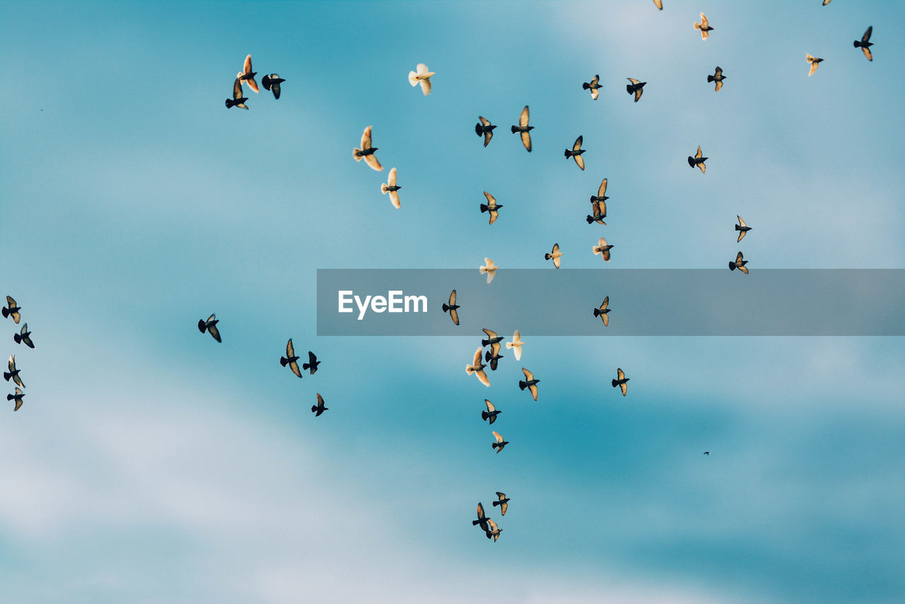 Low angle view of birds against sky