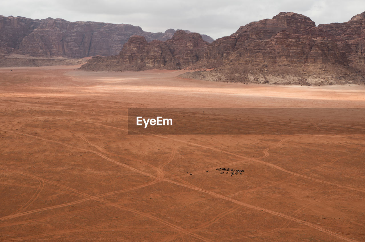 A heard of bedouin goats in wadi rum with a little sheppard, jordan