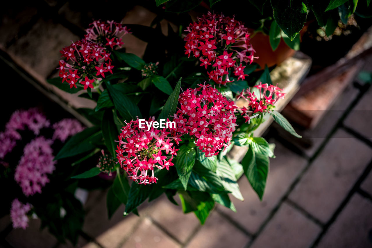 High angle view of flowers growing in park