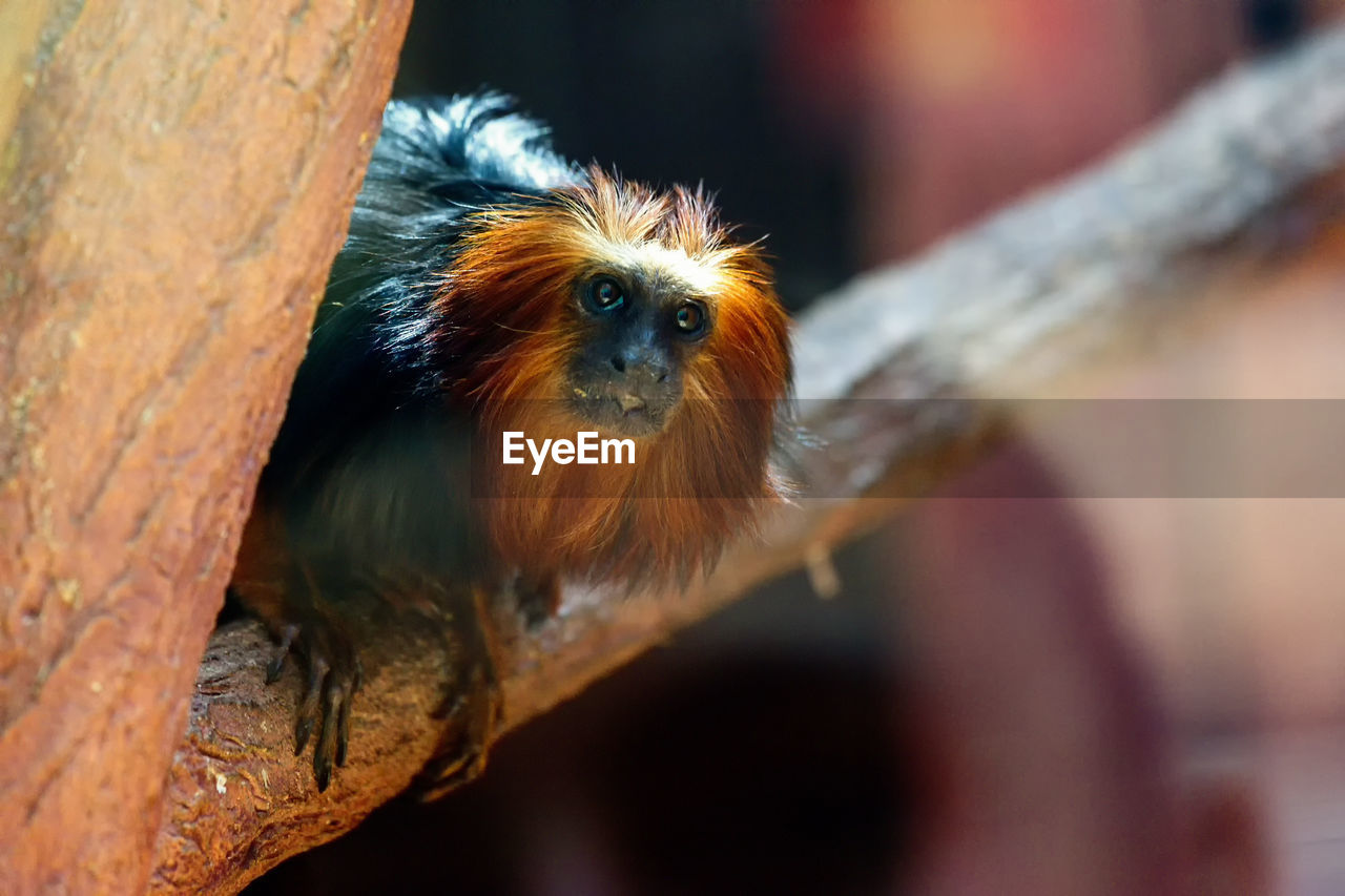 Low angle view of tamarin monkey sitting on branch