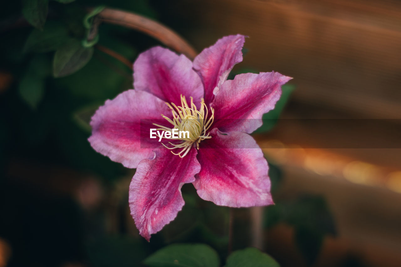 Close-up of pink flower