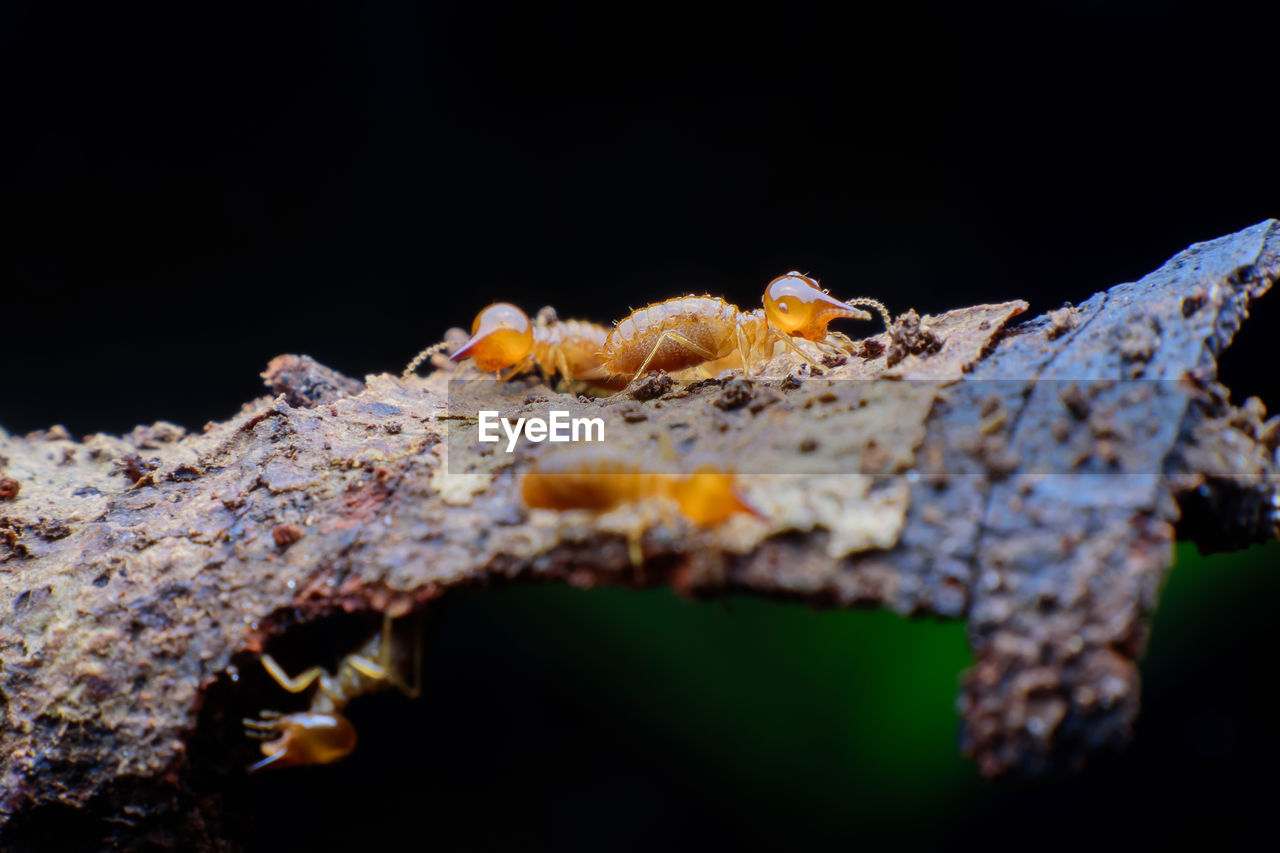 CLOSE-UP OF INSECT ON TREE