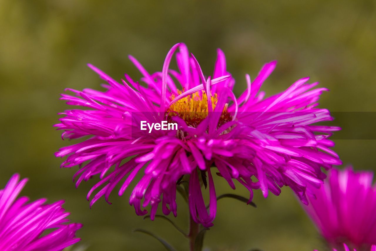 Close-up of butterfly pollinating on pink flower