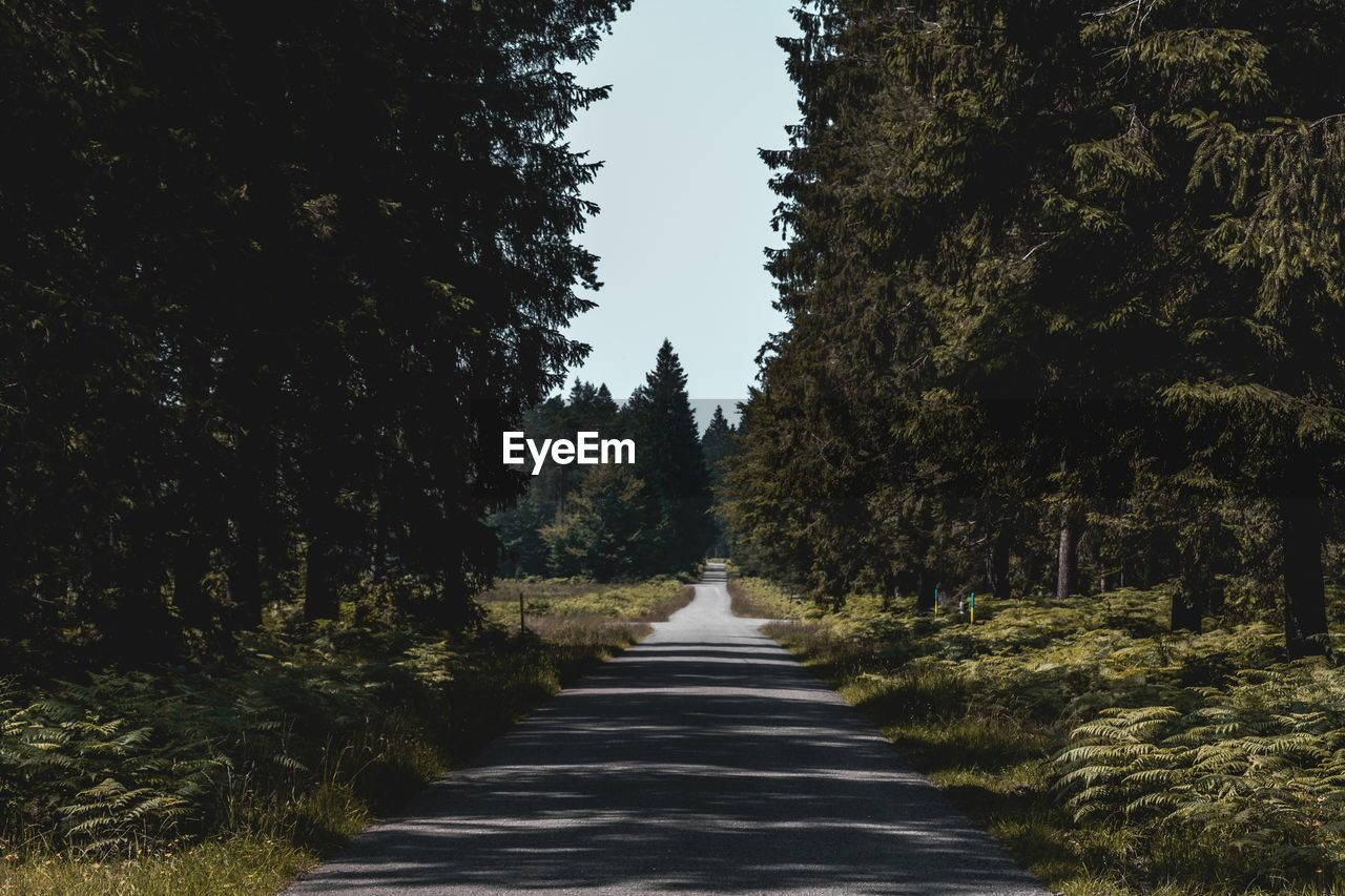 Empty road amidst trees in forest against sky